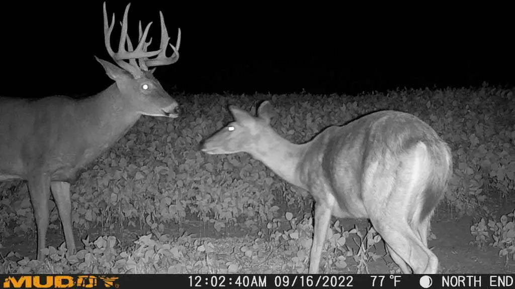 Muddy Mitigator Cellular Trail Camera