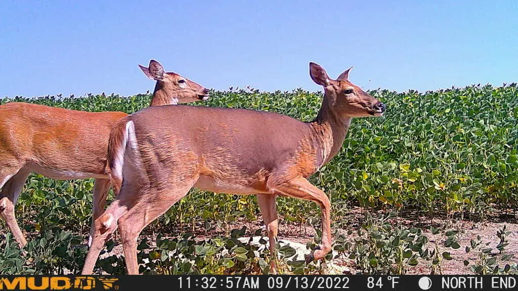 Muddy Mitigator Cellular Trail Camera