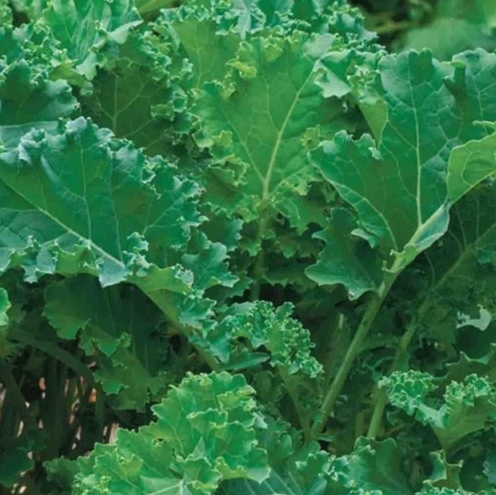 Siberian Kale