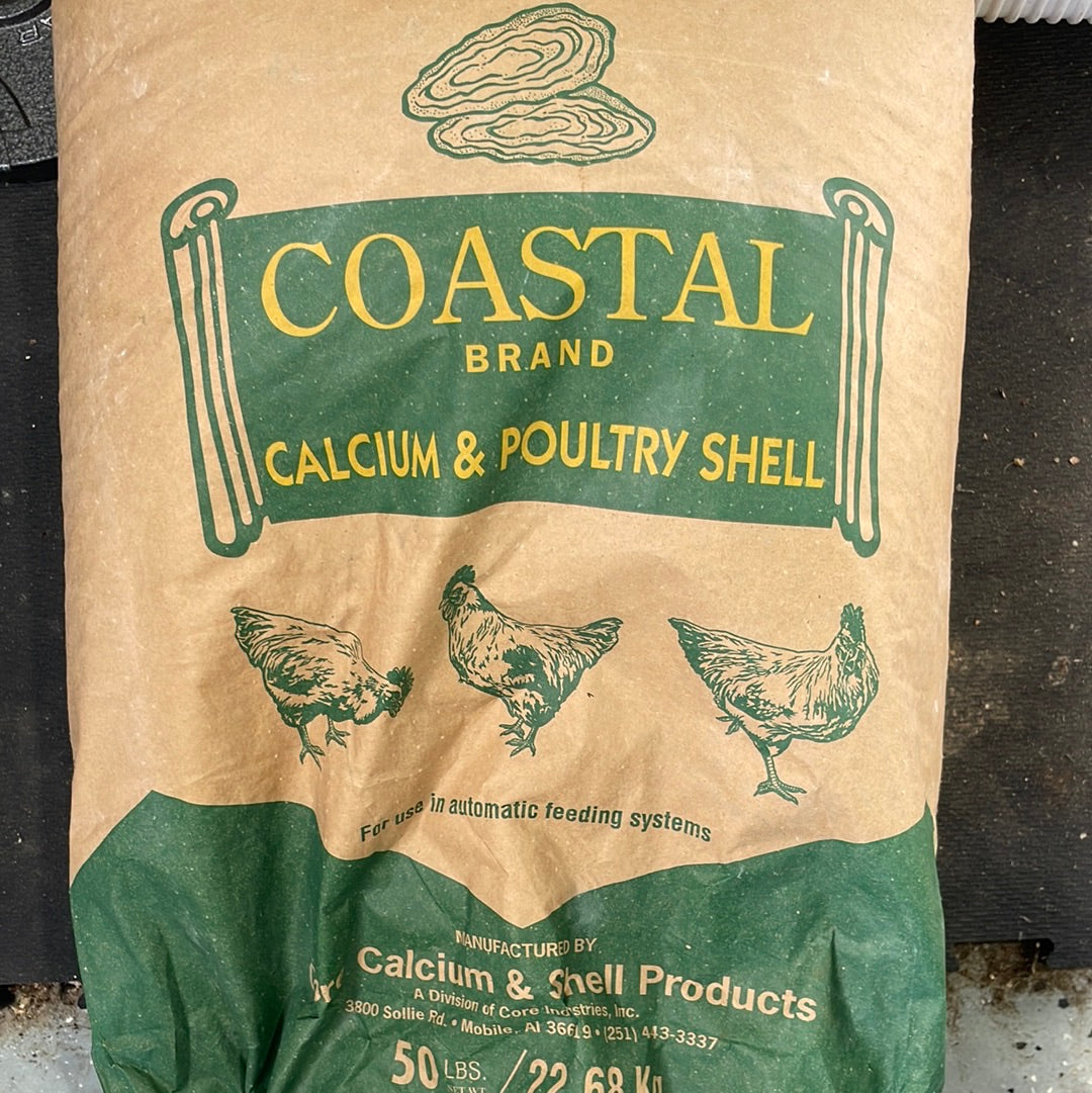 Oyster Shell