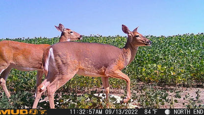 Muddy Mitigator Cellular Trail Camera