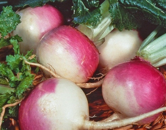 Turnips Purple Top
