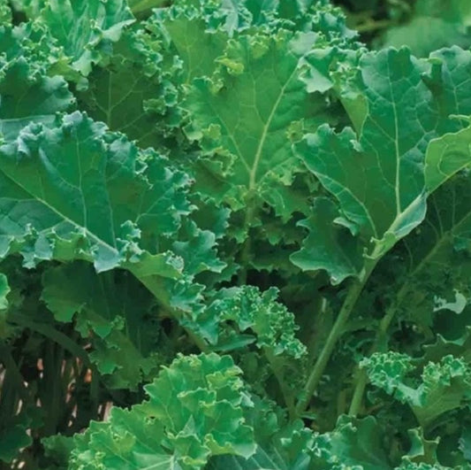 Siberian Kale